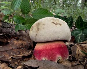 Klikni pro velký obrázek