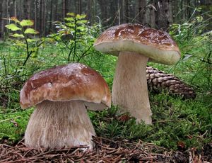 Hřib smrkový - Boletus edulis Bull. 1782