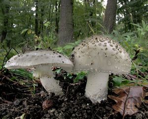 Muchomůrka ježohlavá - Amanita echinocephala (Vittad.) Quél. 1872