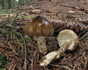 Šťavnatka olivově bílá - Hygrophorus olivaceoalbus (Fr.) Fr.