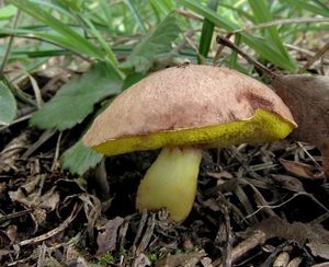 Hřib pružný - Aureoboletus gentilis  (Quél.) Pouzar 1957