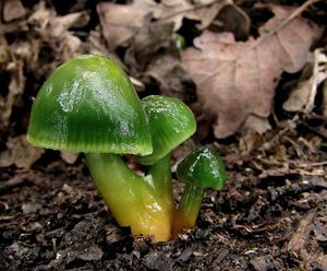 Voskovka papouščí - Hygrocybe psittacina