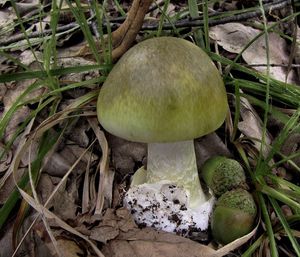 Muchomůrka zelená - Amanita phalloides (Vaill. ex Fr.) Link 1833
