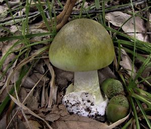 Muchomůrka zelená - Amanita phalloides