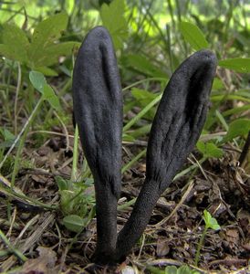 Pazoubek Cookeův - Geoglossum cookeanum Nannf. ex Minter & P.F. Cannon 2015