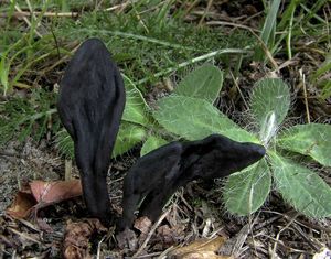 Pazoubek Cookeův - Geoglossum cookeanum