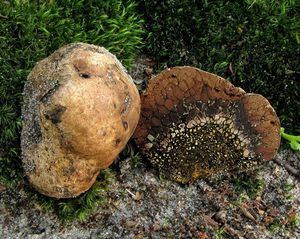 Měcháč písečný - Pisolithus arhizos (Scop.) Rauschert