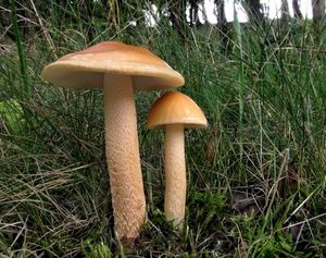 Muchomůrka šafránová - Amanita crocea