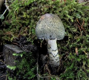 Bedla Grangeova - Lepiota grangei  (Eyre) Kühner 1934