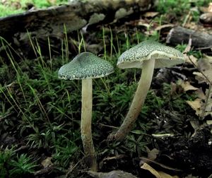 Bedla Grangeova - Lepiota grangei  (Eyre) Kühner 1934