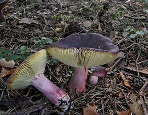 Holubinka jízlivá - Russula sardonia Fr. 1838