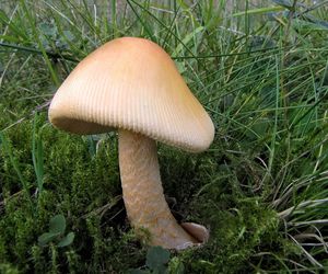 Muchomůrka šafránová - Amanita crocea