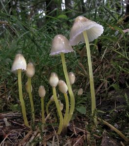 Helmovka slizká - Mycena epipterygia (Scop.) Gray 1821