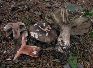 Holubinka černající - Russula nigricans Fr. 1838