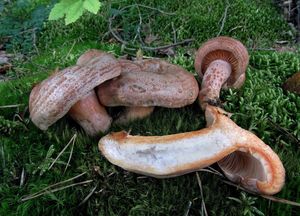 Ryzec borový - Lactarius pinicola Smotl. ex Z. Schaef. 1970