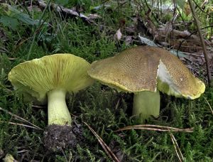 Čirůvka zelánka - Tricholoma equestre (L.) P. Kumm. 1871