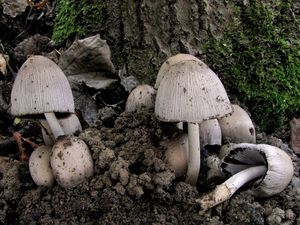 Hnojník inkoustový - Coprinus atramentarius ( Bull. ) Fr.