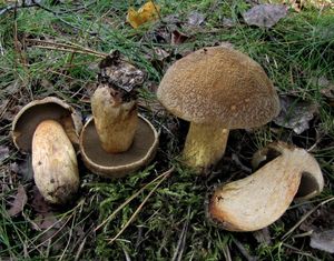 Klouzek strakoš - Suillus variegatus  (Sw.) Richon & Roze 1888