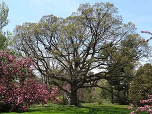 Dub bílý (Quercus alba)