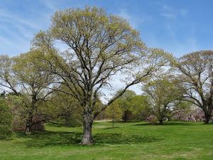 Dub bílý (Quercus alba)