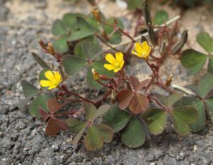 Šťavel plazivý (Oxalis corniculata var. repens)