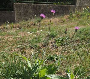 Pcháč šedý (Cirsium canum)