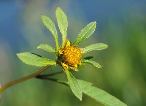 Dvouzubec černoplodý (Bidens frondosa)