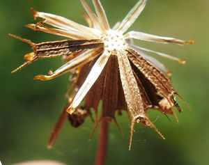 Dvouzubec černoplodý (Bidens frondosa)