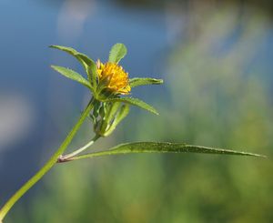 Dvouzubec černoplodý (Bidens frondosa)