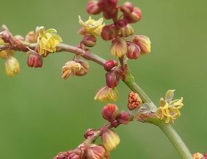 Šťovík menší (Rumex acetosella)