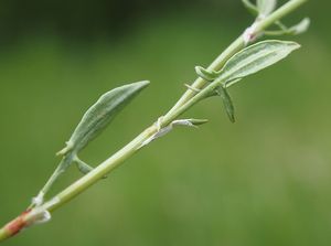 Šťovík menší (Rumex acetosella)