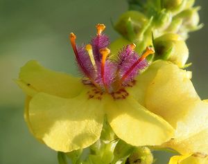 Divizna černá (Verbascum nigrum)