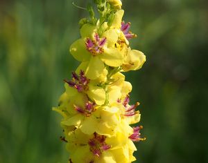 Divizna černá (Verbascum nigrum)