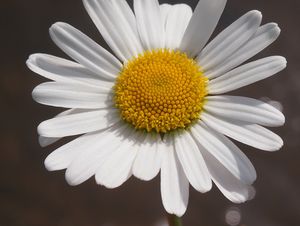 Kopretina bílá (Leucanthemum vulgare)