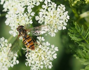 Bolehlav plamatý (Conium maculatum)