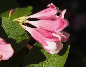 Vajgelie květnatá (Weigela florida)