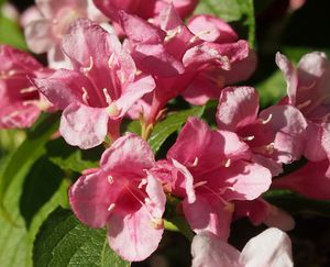 Vajgelie květnatá (Weigela florida)