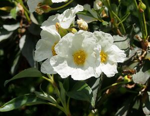 Cist vavřínolistý (Cistus laurifolius)