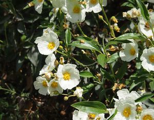 Cist vavřínolistý (Cistus laurifolius)