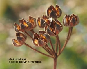 Cist vavřínolistý (Cistus laurifolius)