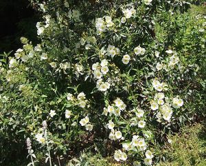 Cist vavřínolistý (Cistus laurifolius)