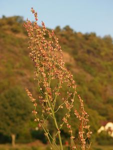 Šťovík menší (Rumex acetosella)