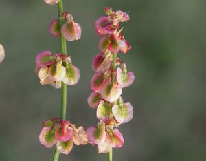 Šťovík menší (Rumex acetosella)