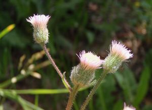 Turan ostrý (Erigeron acris)