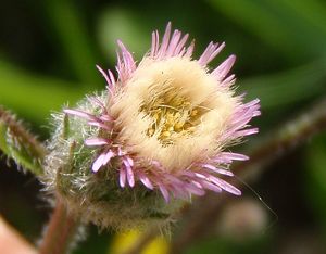 Turan ostrý (Erigeron acris)