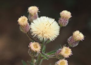 Turan ostrý (Erigeron acris)