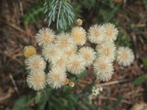 Turan ostrý (Erigeron acris)