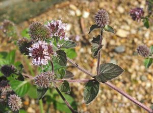 Máta vodní (Mentha aquatica L.)