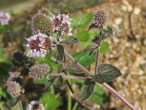 Máta vodní (Mentha aquatica L.)