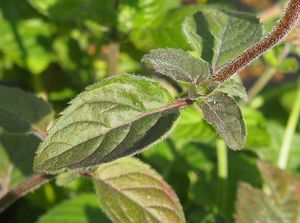 Máta vodní (Mentha aquatica L.)